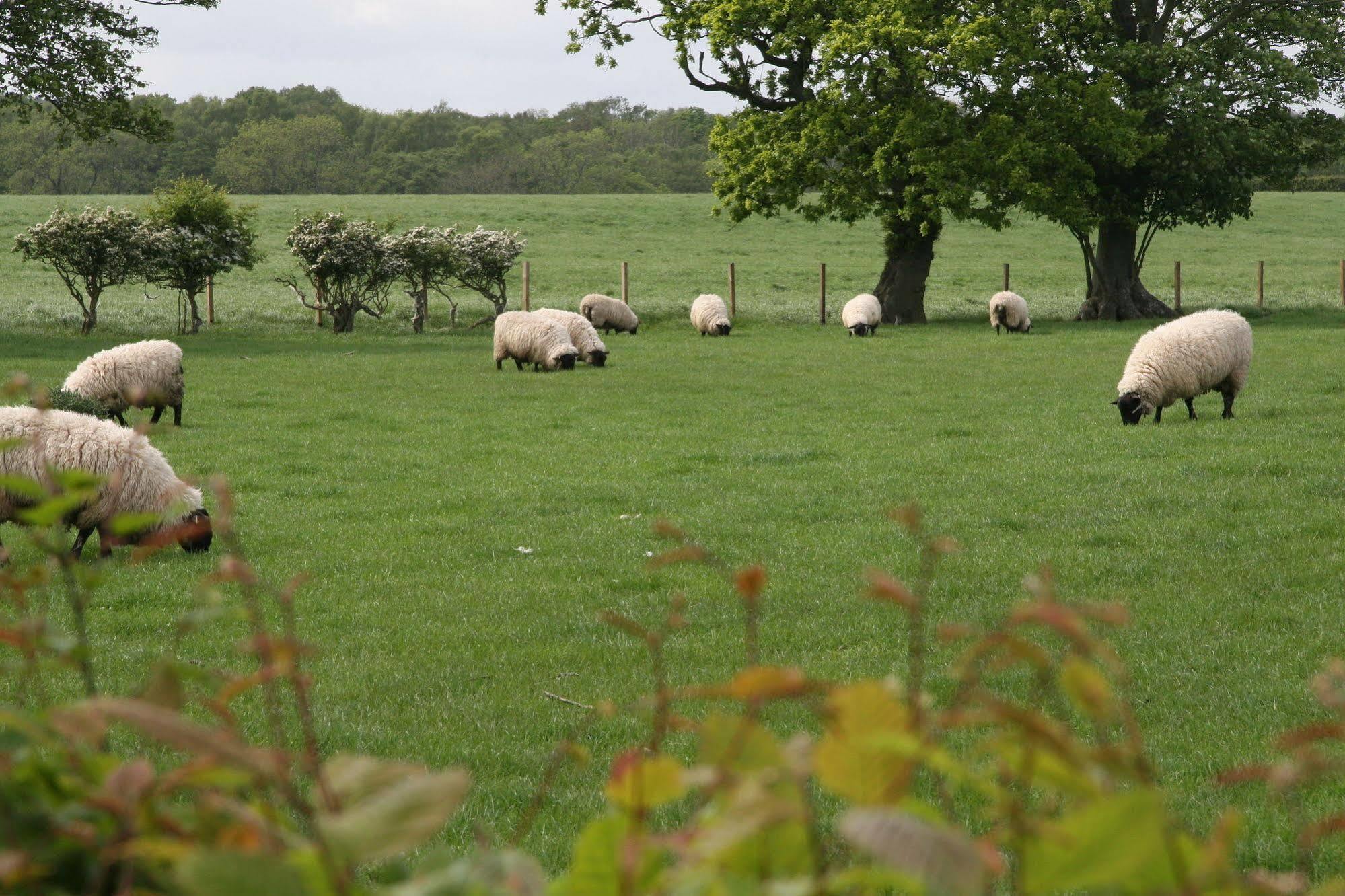 Northumberland Cottage B&B Acklington ภายนอก รูปภาพ